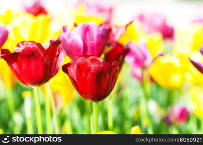 Tulip flowes in the park