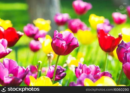 Tulip flowes in the park