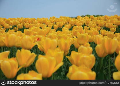 Tulip garden