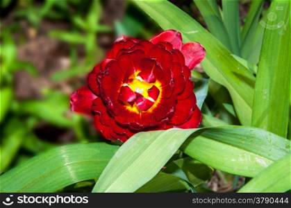 Tulip genus of perennial bulbous flowering plants in the family Liliaceae