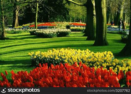 Tulip growing in a garden, Keukenhof Gardens, Lisse, Netherlands