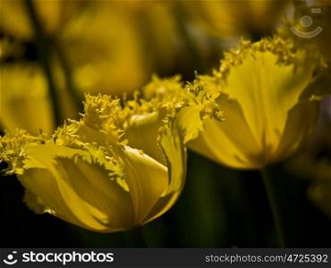 Tulip-Hamilton. yellow tulips in the bed Hamilton