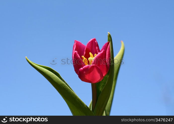 tulip in sky nature background