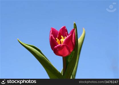 tulip in sky nature background