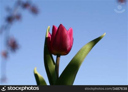 tulip in sky nature background