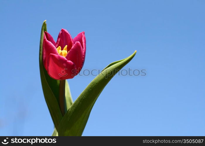 tulip in sky nature background