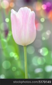 tulip in spring