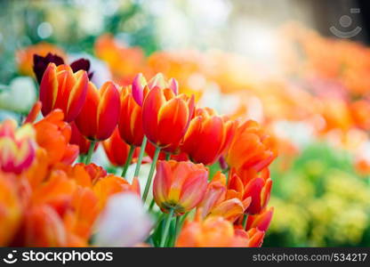 Tulip in spring with soft focus, unfocused blurred spring Tulip, bokeh flower background, pastel and soft flower background.. Tulip in spring with soft focus