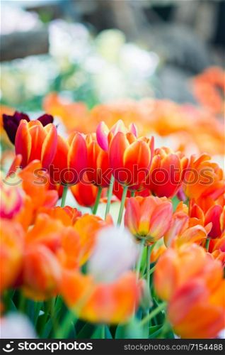 Tulip in spring with soft focus, unfocused blurred spring Tulip, bokeh flower background, pastel and soft flower background.
