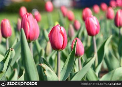 tulip nature spring colorful background