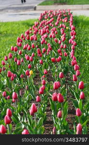 tulip nature spring colorful background