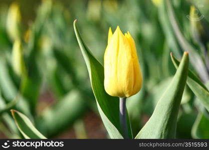 tulip nature spring colorful background