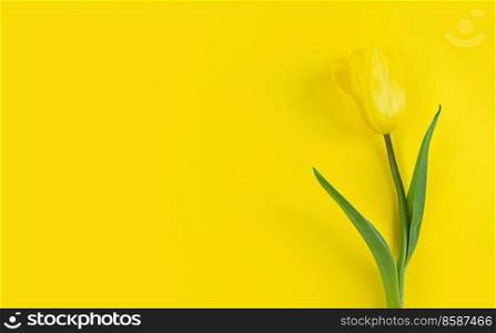 Tulip on a yellow background. Mimimalistic flat lay with copy space.. Tulip on yellow background. Mimimalistic flat lay with copy space.