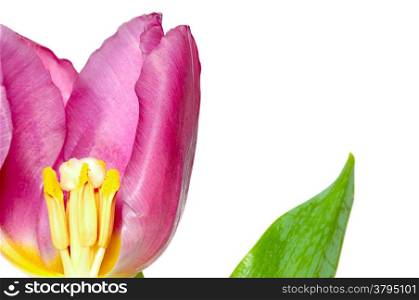 Tulip on clean white background