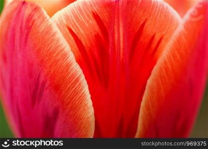Tulip petals closeup, abstract background