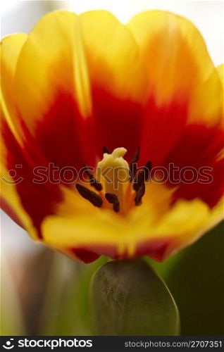 Tulip - the first spring flower. Macre shot