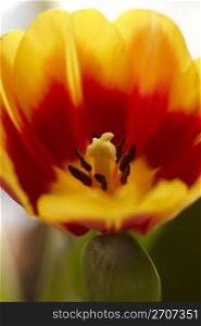 Tulip - the first spring flower. Macre shot