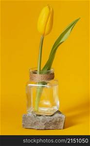 tulip transparent vase isolated yellow