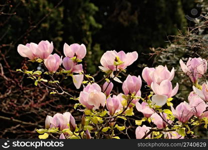 tulip tree in blossom. spring nature