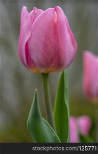 Tulip, Tulipa, close up of the flower of spring