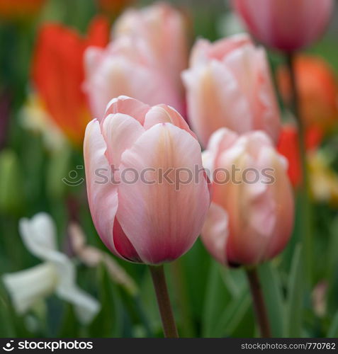 Tulip (Tulipa), close up of the flower of spring