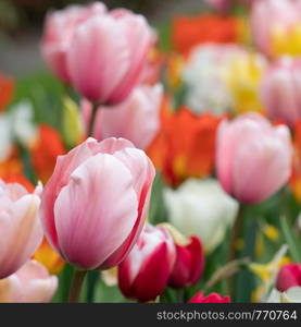 Tulip (Tulipa), close up of the flower of spring