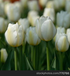 Tulip (Tulipa), close up of the flower of spring