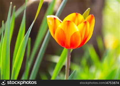 Tulip. tulips