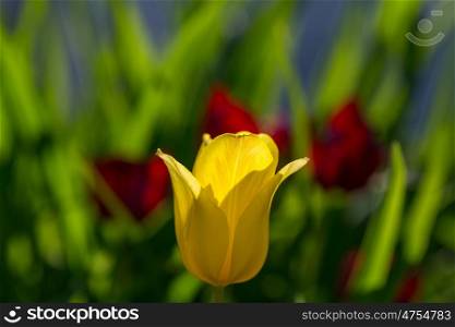 Tulip. tulips