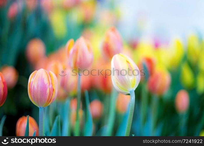 Tulip with colorful in garden at the sunlight.