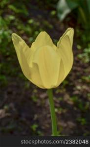 Tulip Yellow Beauty of parade. Beautiful yellow tulips. Beautiful tulips in tulip field. Blooming yellow tulip Beauty of parade closeup