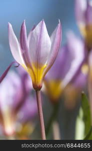 Tulipa humilis . Tulipa ( Tulipa humulis) in blue sky. Tulipa humilis purple flower in blue sky