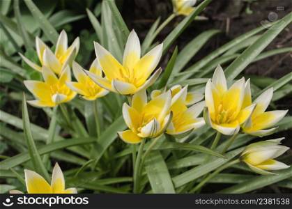 Tulipa Tarda growing in garden. Tulip tarda flower. Diminutive tulip Tarda. Tarda Dasystemon tulip