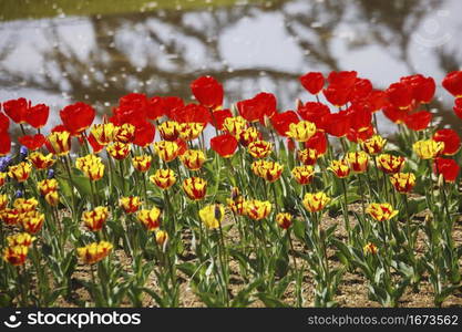 Tulips