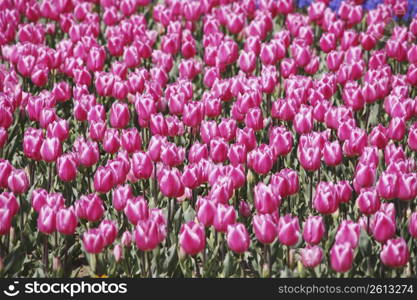 Tulips