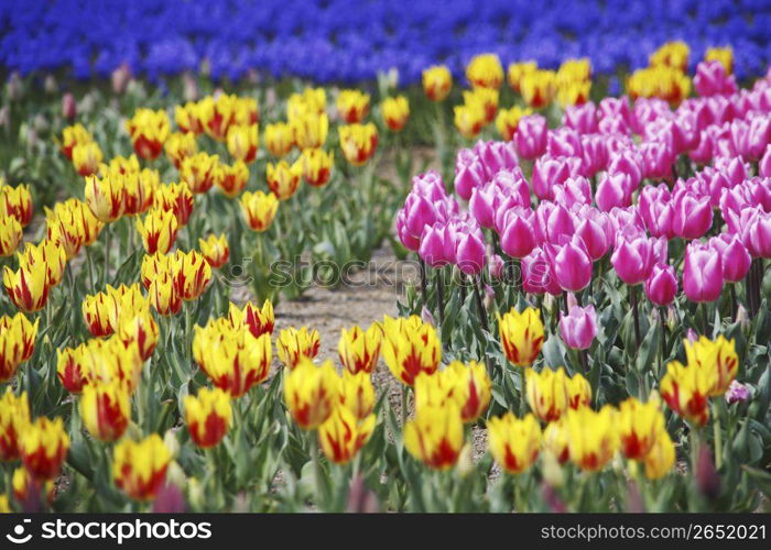 Tulips