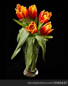 Tulips
