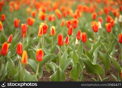 Tulips