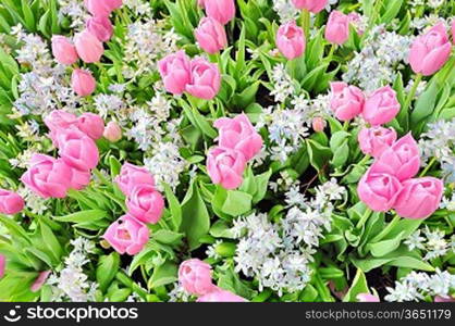 tulips