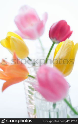 Tulips