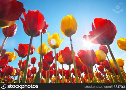 Tulips and clear sunny sky. Nature composition.