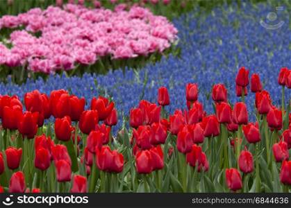 Tulips and grape hyacint in field, The Netherlands