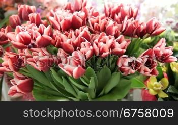 Tulips and orchids arrangements in florist shop tracking shot, closeup