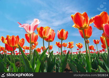 Tulips and sky background. Composition of nature.