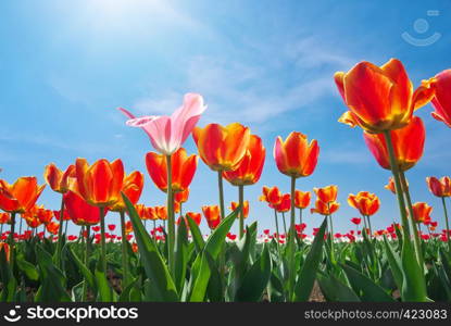 Tulips and sky background. Composition of nature.