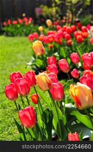 Tulips blooming in a garden under sunny day