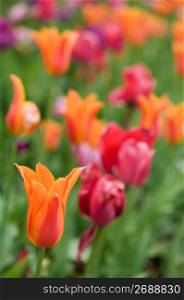 Tulips blooming outdoors