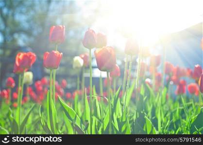 tulips . Blurred background of red colored tulips with starburst sun