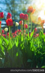 tulips . Blurred background of red colored tulips with starburst sun