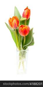 Tulips Bouquet in Glass Vase on White Background